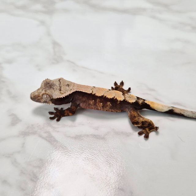 세이블