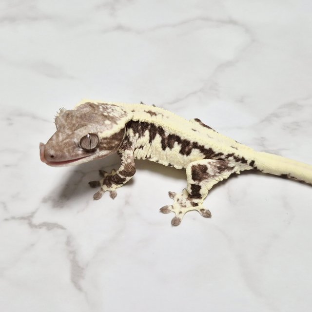 Lilly Axanthic Axanthic Frappuccino