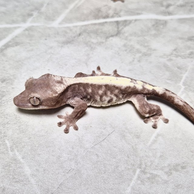Luwak LW 100% Het Axanthic Lilly 100% Het Axanthic