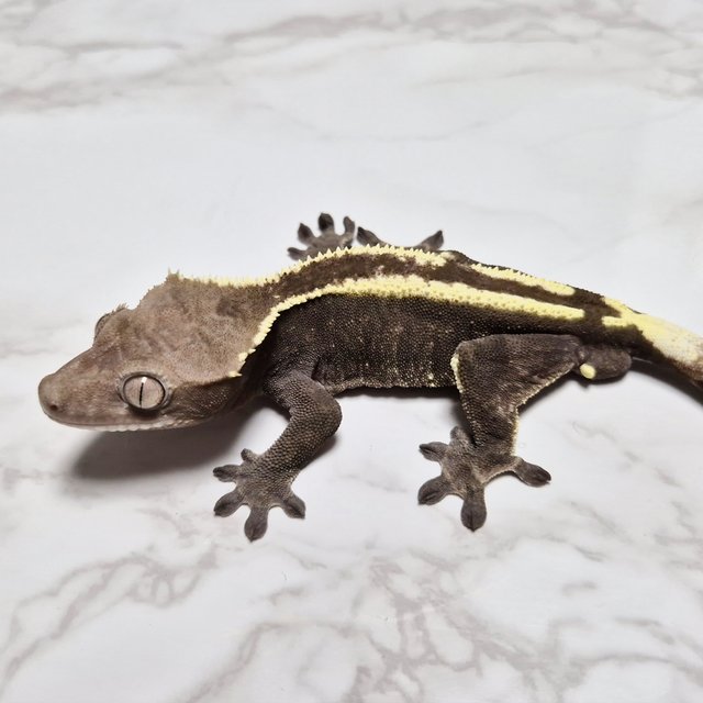 카푸치노 아잔틱