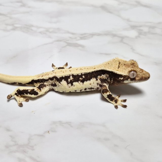 릴리100%헷아잔틱