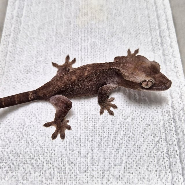 100% Het Axanthic Luwak