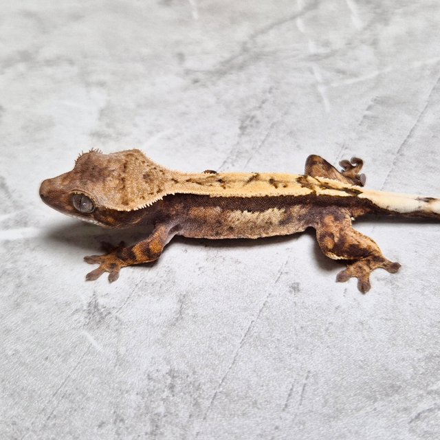 100% Het Axanthic Sable