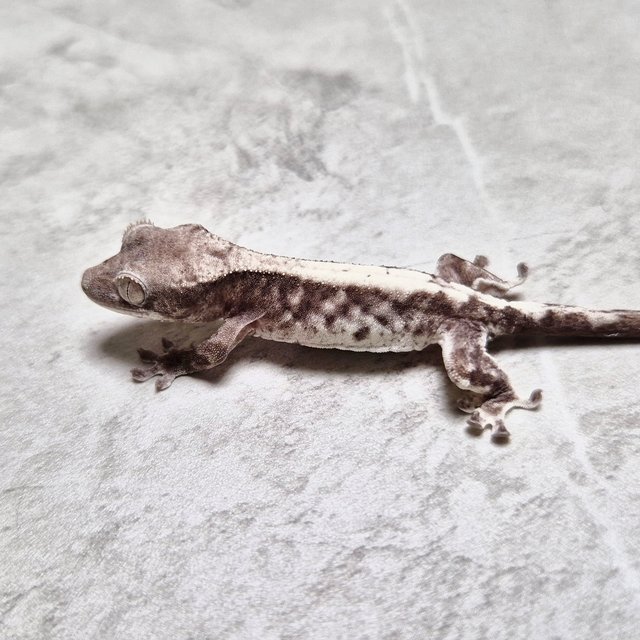 100% Het Axanthic Luwak LW Lilly 100% Het Axanthic