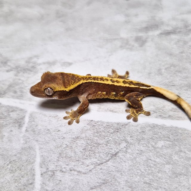 100% Het Axanthic Pinstripe