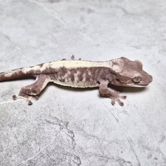 Luwak LW 100% Het Axanthic Lilly 100% Het Axanthic