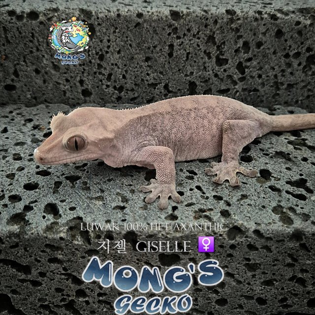 100% Het Axanthic Luwak