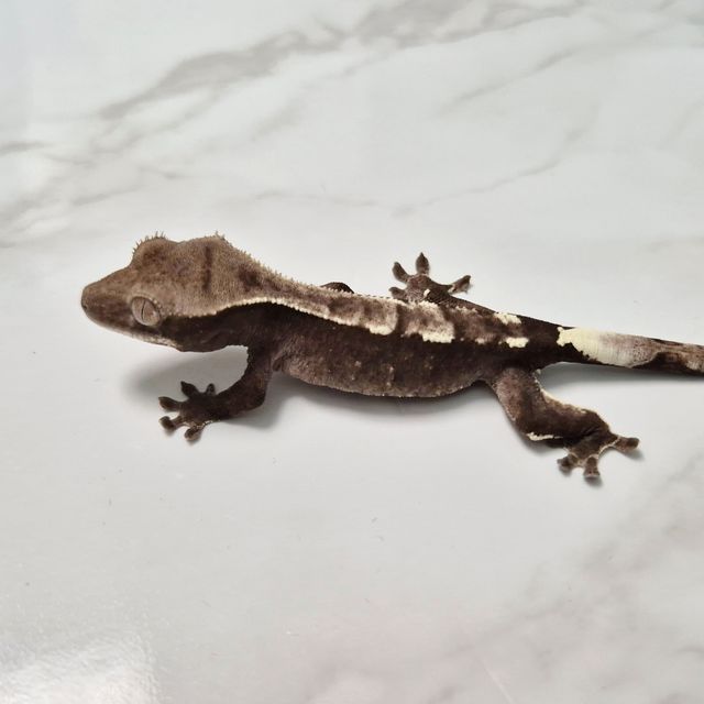 아잔틱
