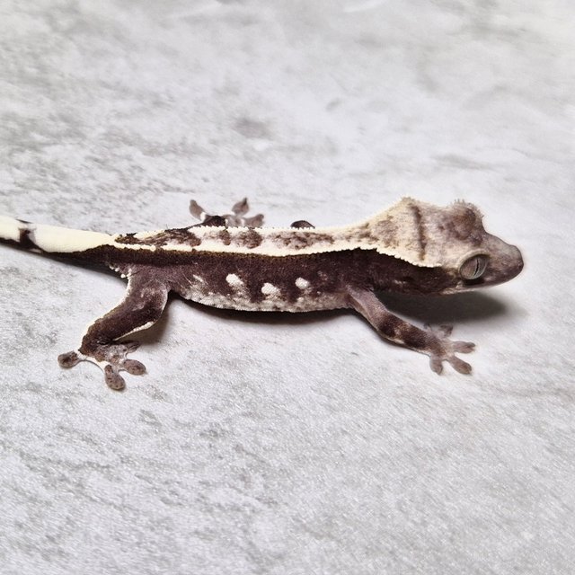 Axanthic