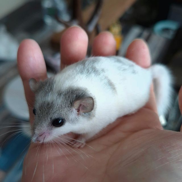 달마시안