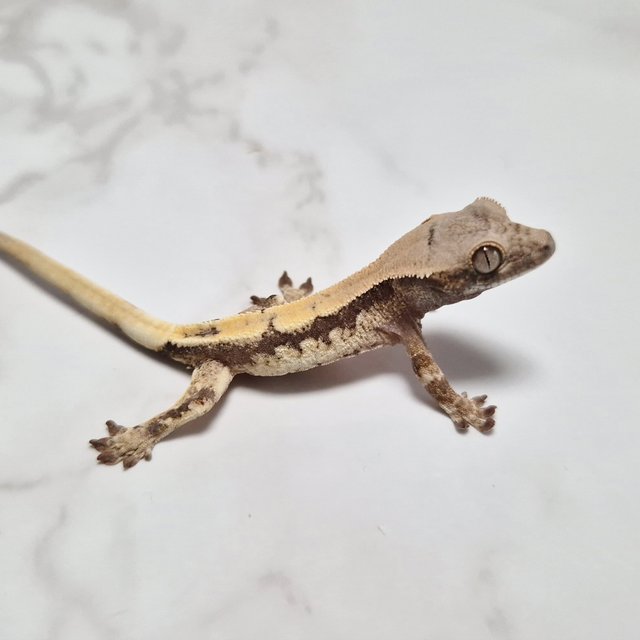 Sable LW Sable 100% Het Axanthic Lilly 100% Het Axanthic