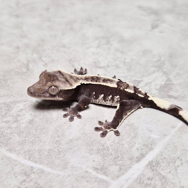 Axanthic