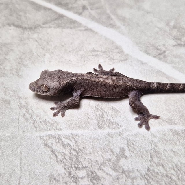 100% Het Axanthic Luwak