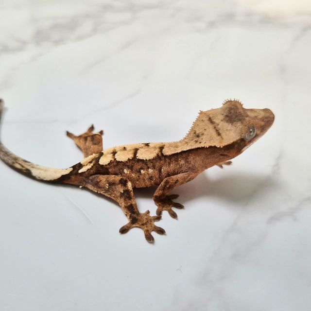 세이블