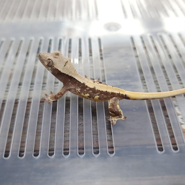 Lilly 100% Het Axanthic