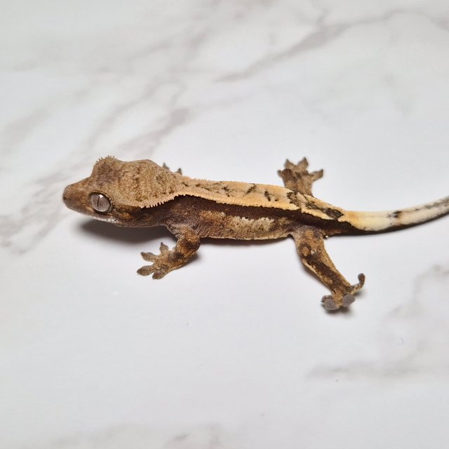 세이블 100%헷아잔틱