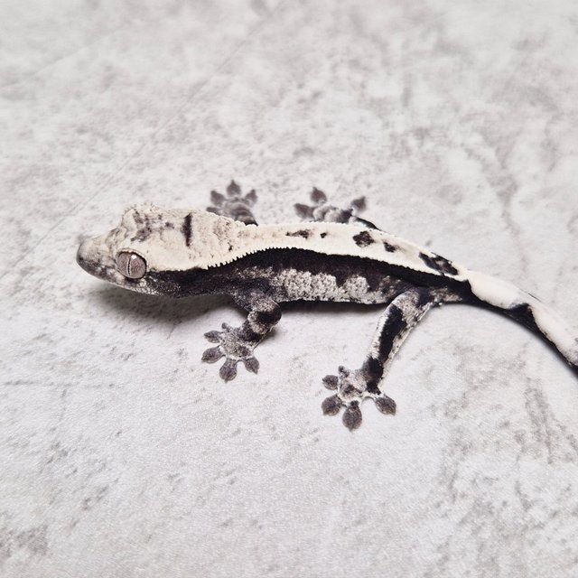 White Crown Cappuccino Axanthic