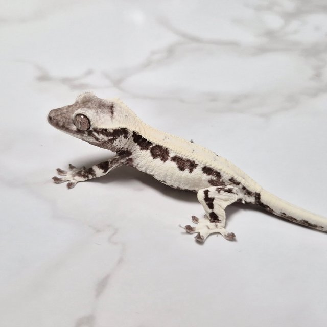 릴리 세이블 아잔틱 세이블 릴잔틱