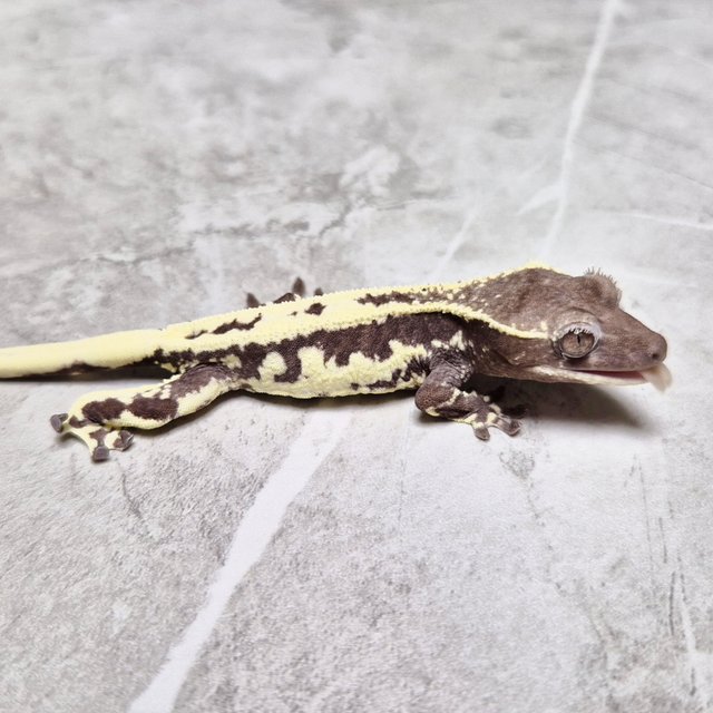 Frappuccino Axanthic Lilly Axanthic