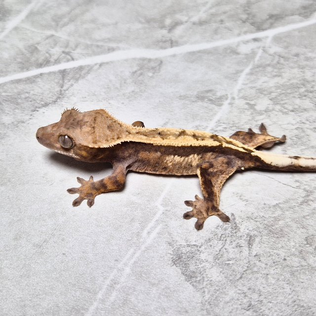 100% Het Axanthic Sable