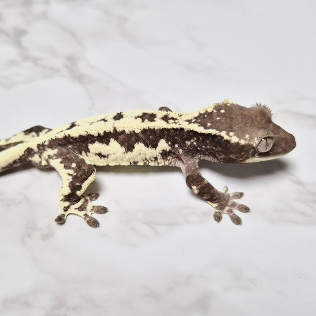 프라푸치노 아잔틱 릴잔틱