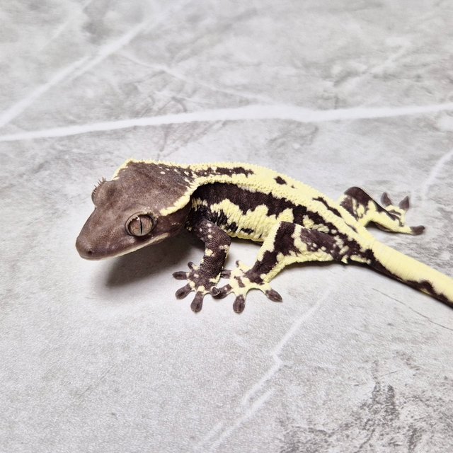 Frappuccino Axanthic Lilly Axanthic