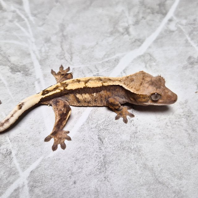 100% Het Axanthic Sable