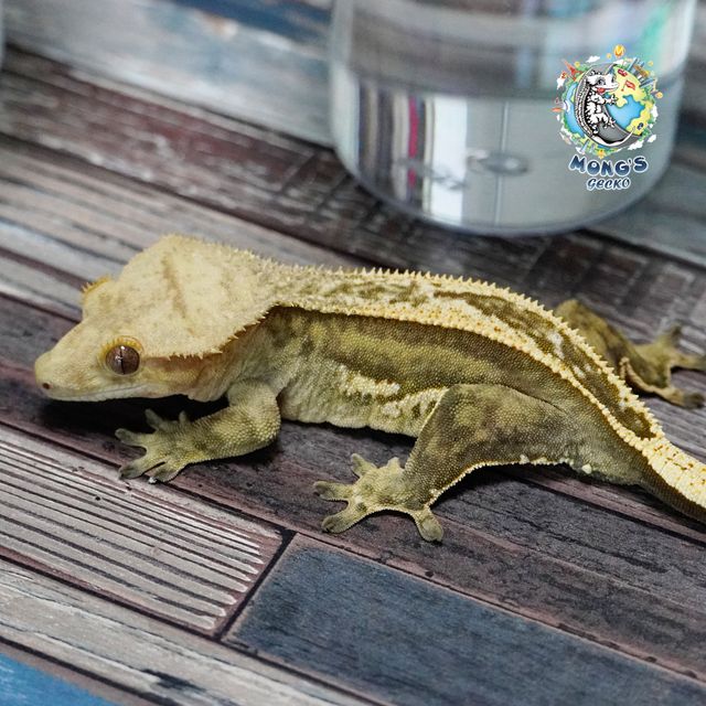 슈퍼스트라이프 엠티백