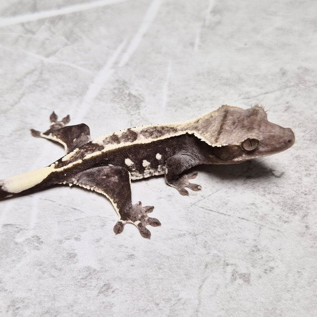 Axanthic