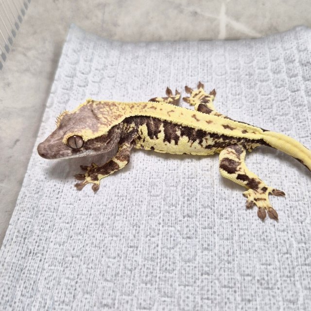 100% Het Axanthic LW Sable Lilly 100% Het Axanthic Sable