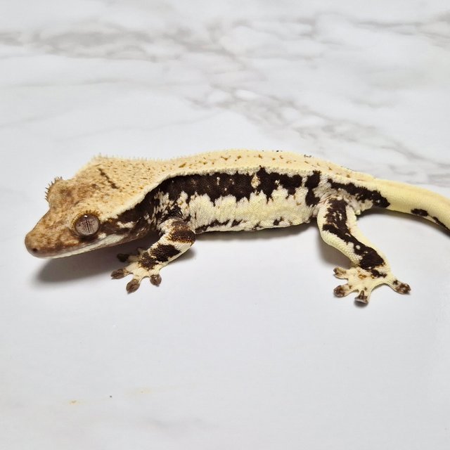 릴리100%헷아잔틱