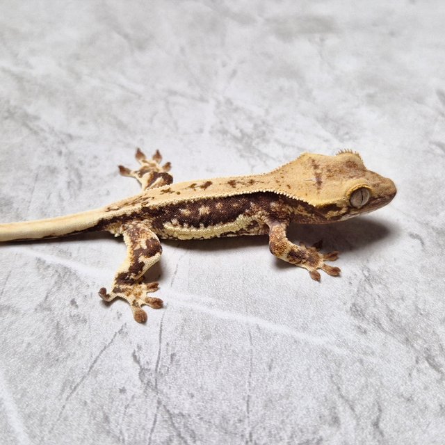 Lilly 100% Het Axanthic