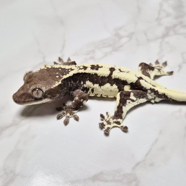 프라푸치노 아잔틱 릴잔틱