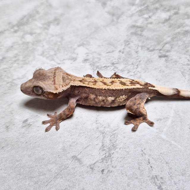 100% Het Axanthic Sable