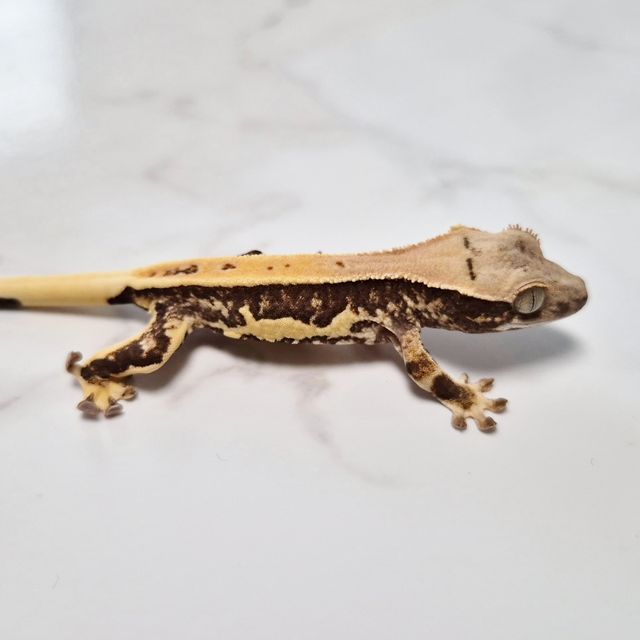 릴리100%헷아잔틱