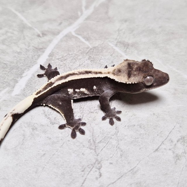 Axanthic Super Stripe