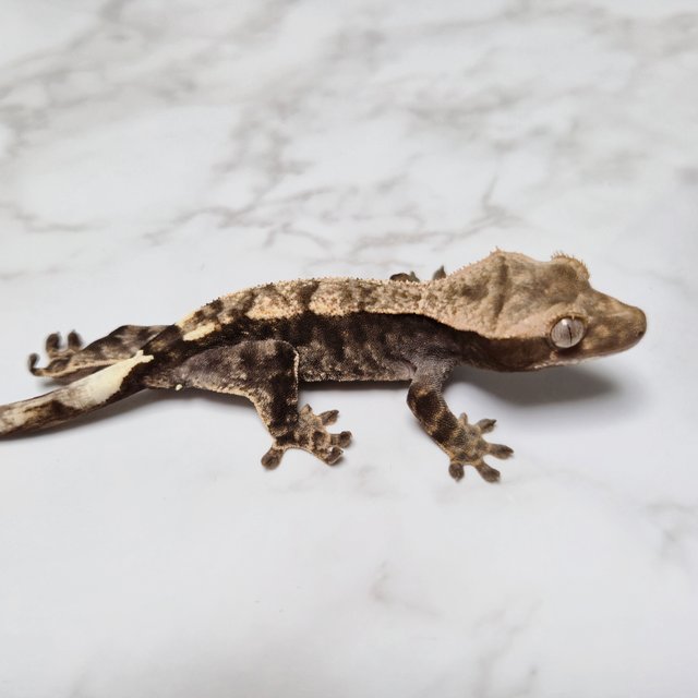 100% Het Axanthic Cappuccino