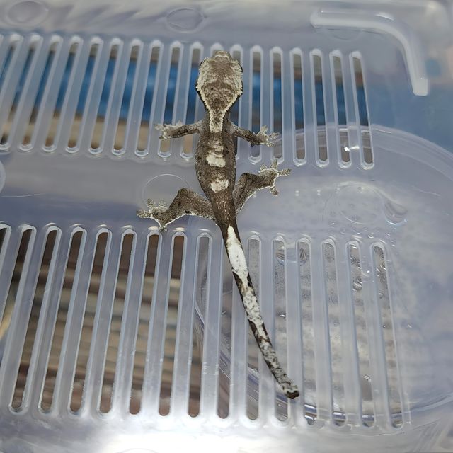 아잔틱