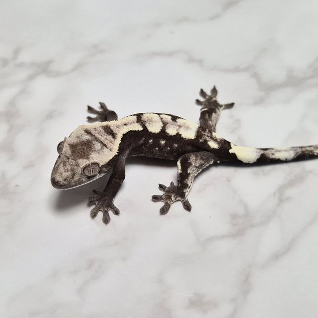 세이블 아잔틱