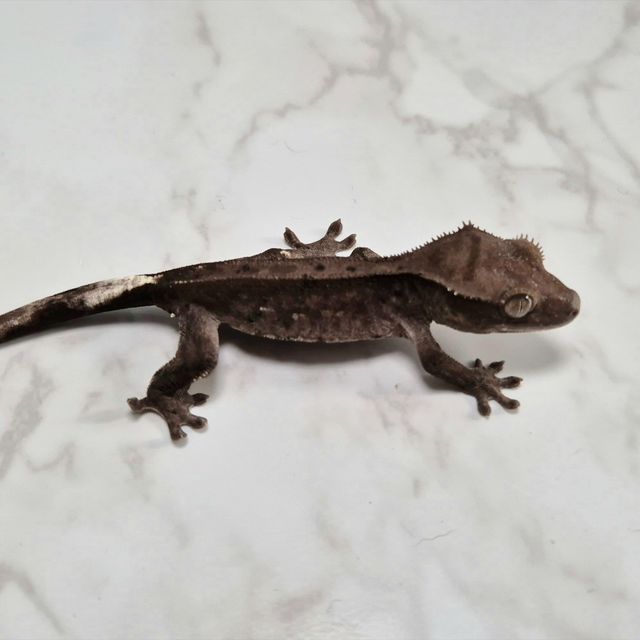 아잔틱