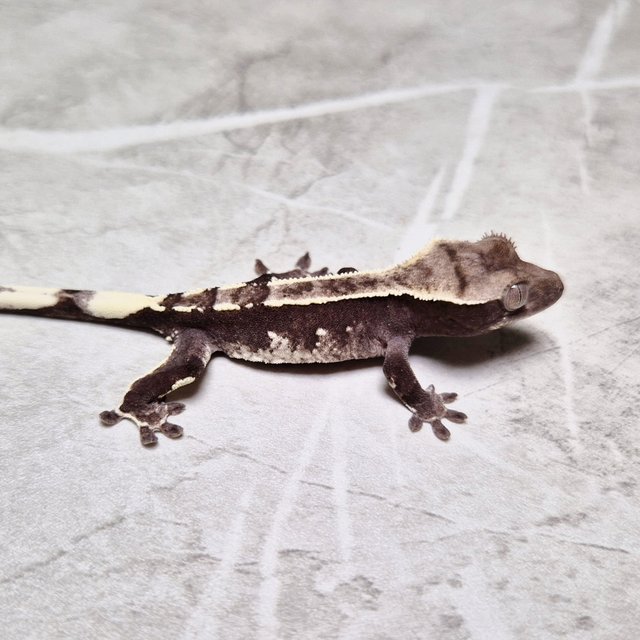 Axanthic