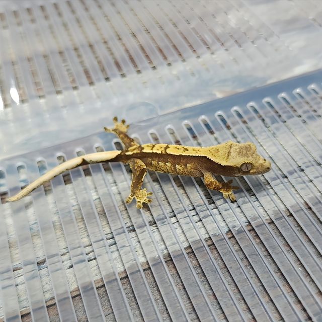 100%헷아잔틱