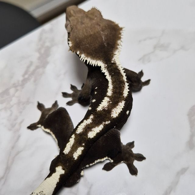 아잔틱