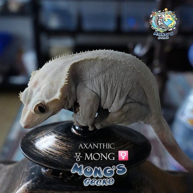 알티 아잔틱