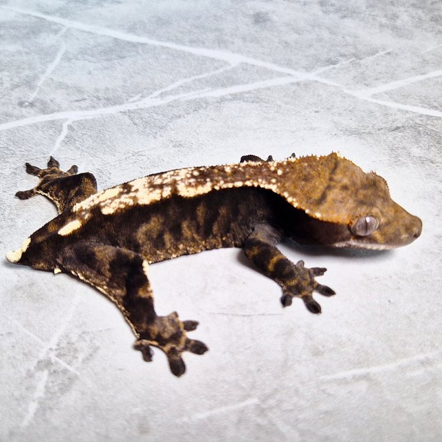 Cappuccino 100% Het Axanthic