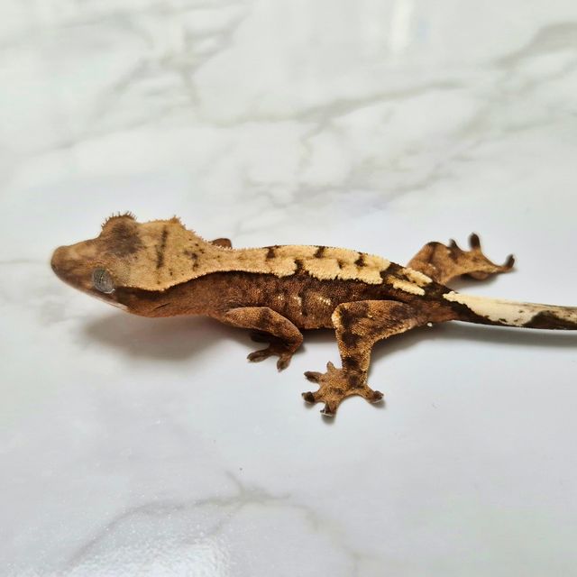 세이블