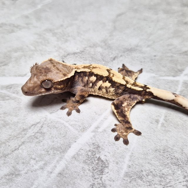 Sable 100% Het Axanthic