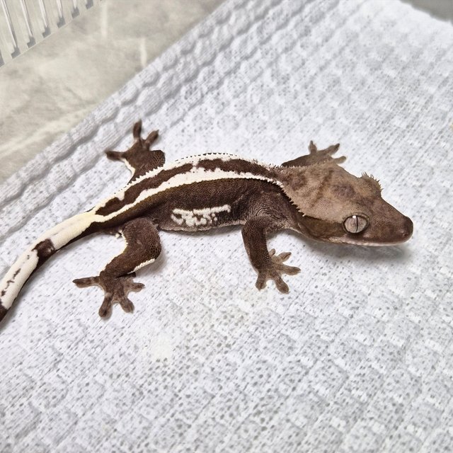 Full Pinstripe Axanthic