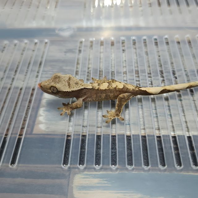 100%헷아잔틱