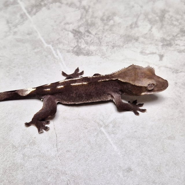 Axanthic